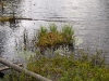 Vegetation along Crooked Lake